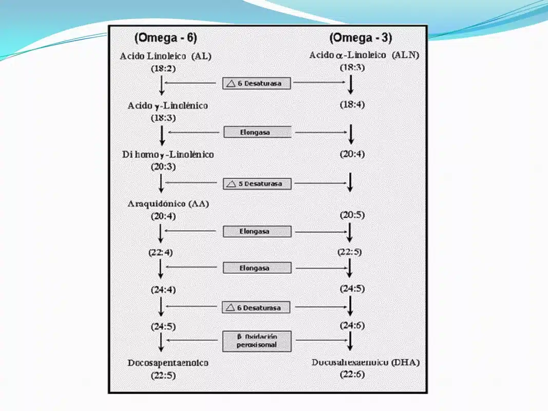 Beneficios del omega-3 - Nutrición Antiedad. Beneficios del omega-3